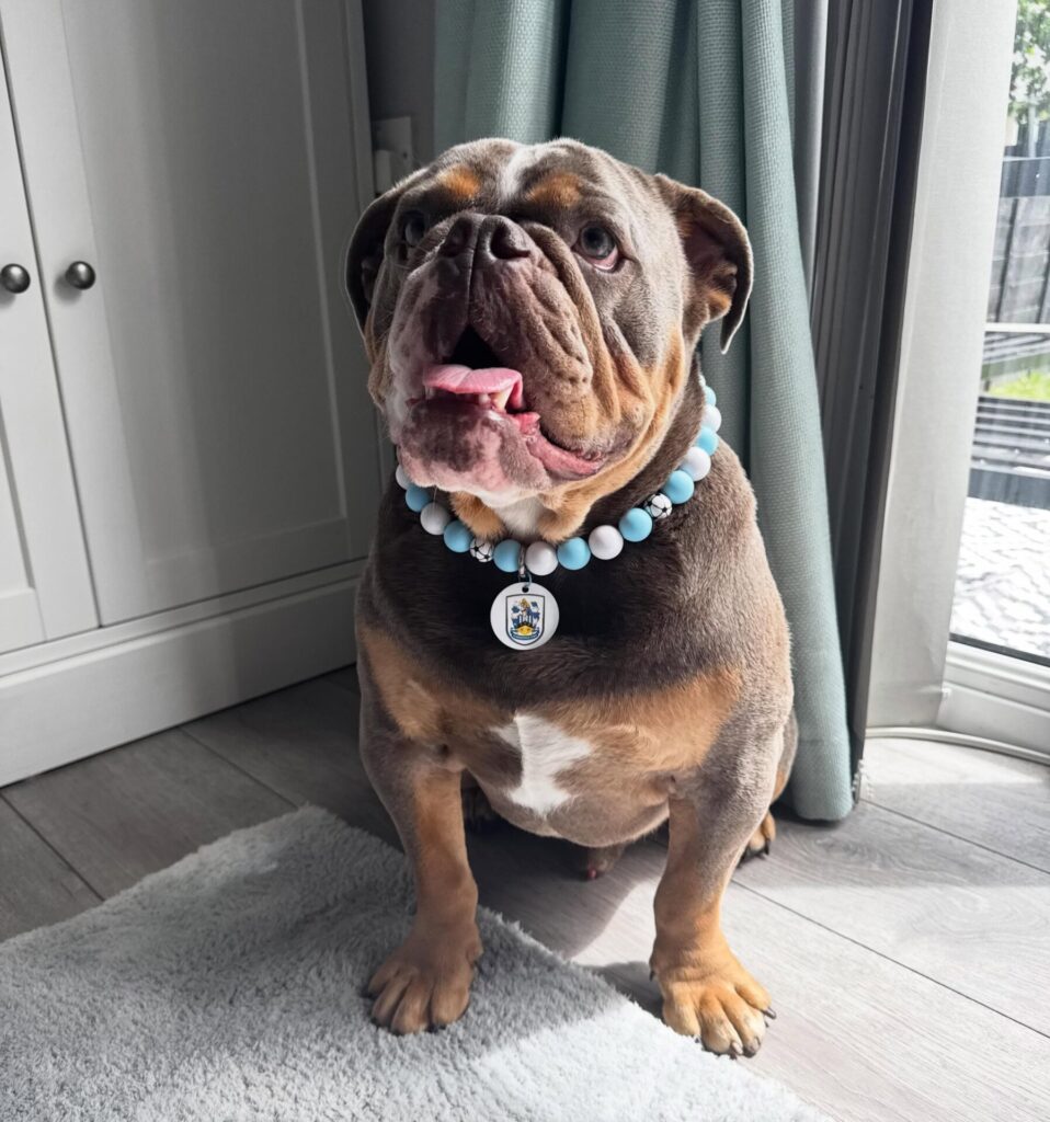 Bulldog wearing soccer themed bead collar with team charm