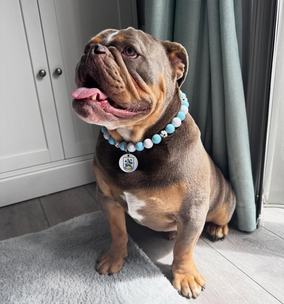 Side view of soccer print bead collar on bulldog
