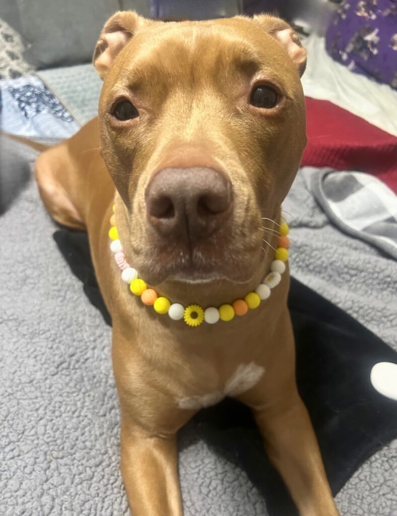 Yellow bead dog collar with sunflower accent bead