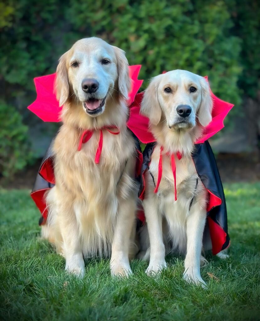 Two golden retrievers wearing matching red and black vampire capes
