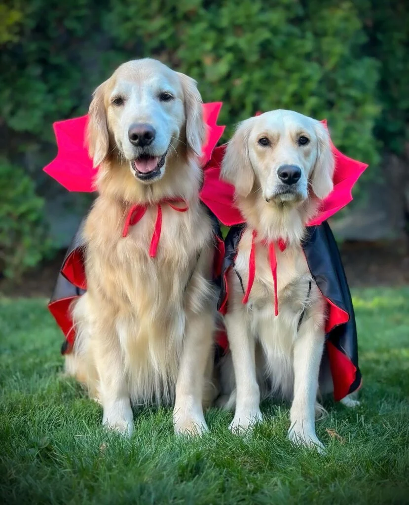 Two golden retrievers wearing matching red and black vampire capes