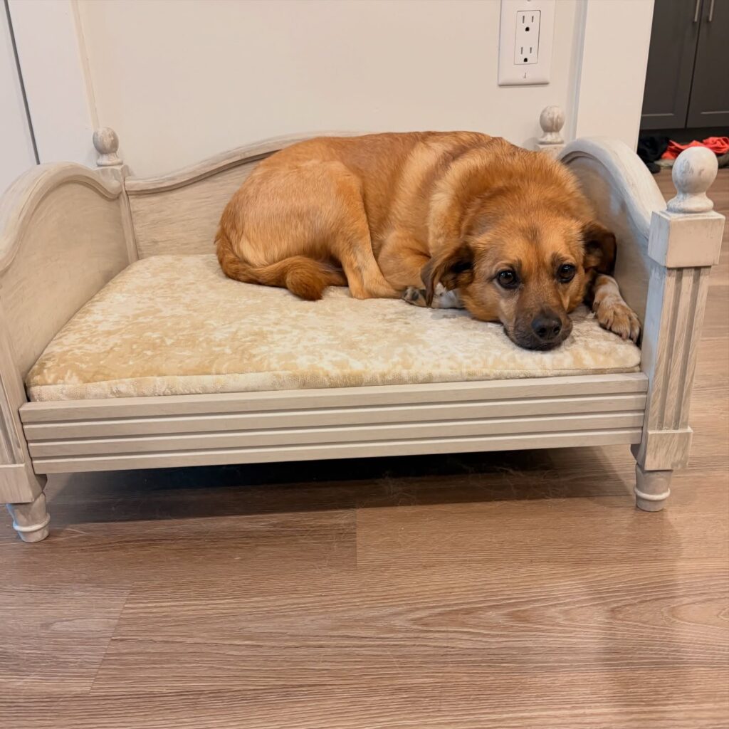 Vintage whitewashed wood dog bed idea with carved finials
