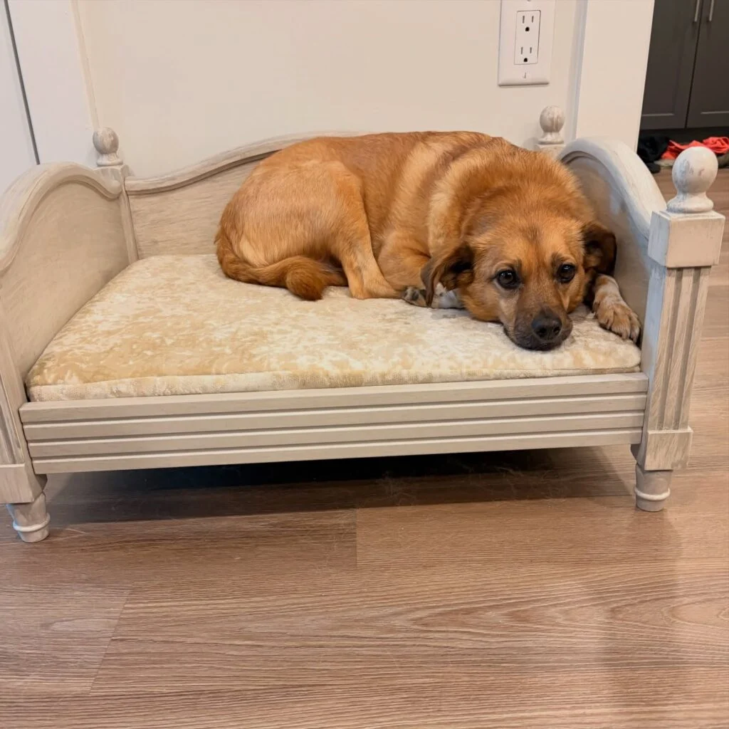 Vintage whitewashed wood dog bed idea with carved finials