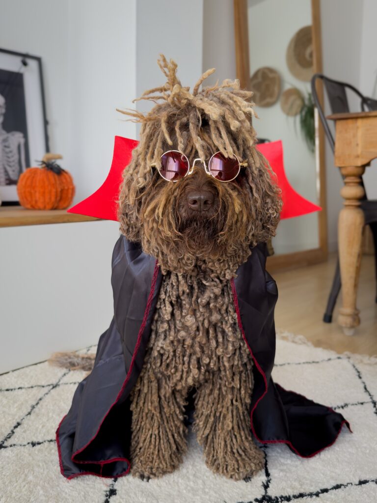 Dog dressed as Wednesday Addams with braided pigtails
