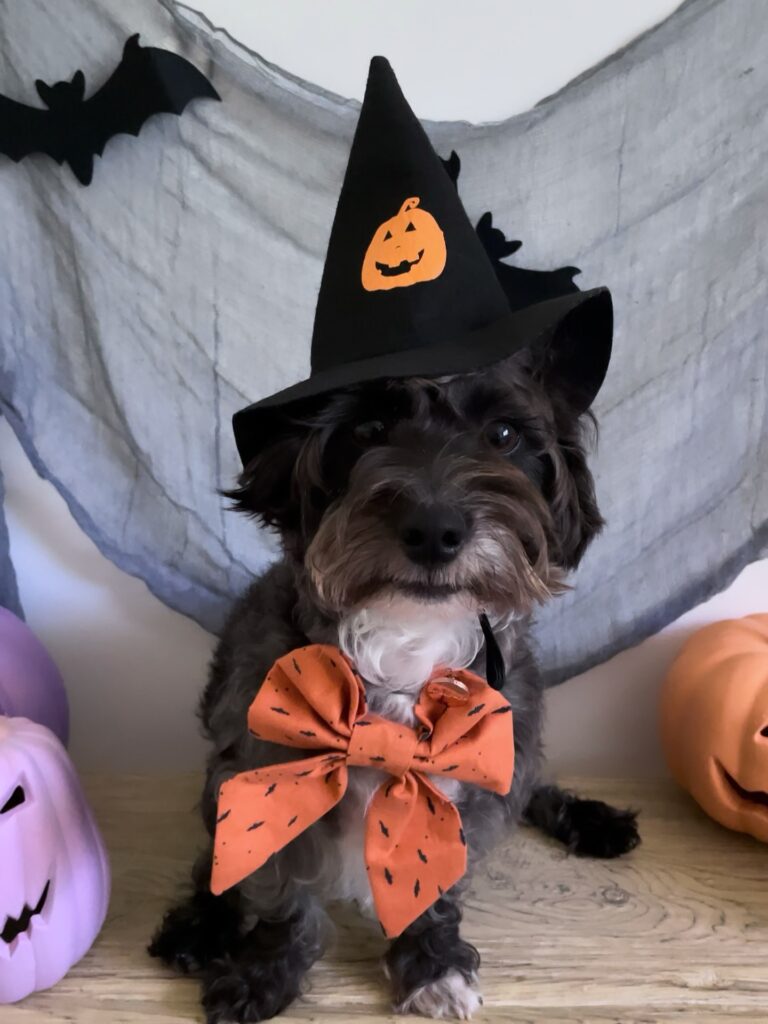Dog witch hat costume with pumpkin design and bow tie