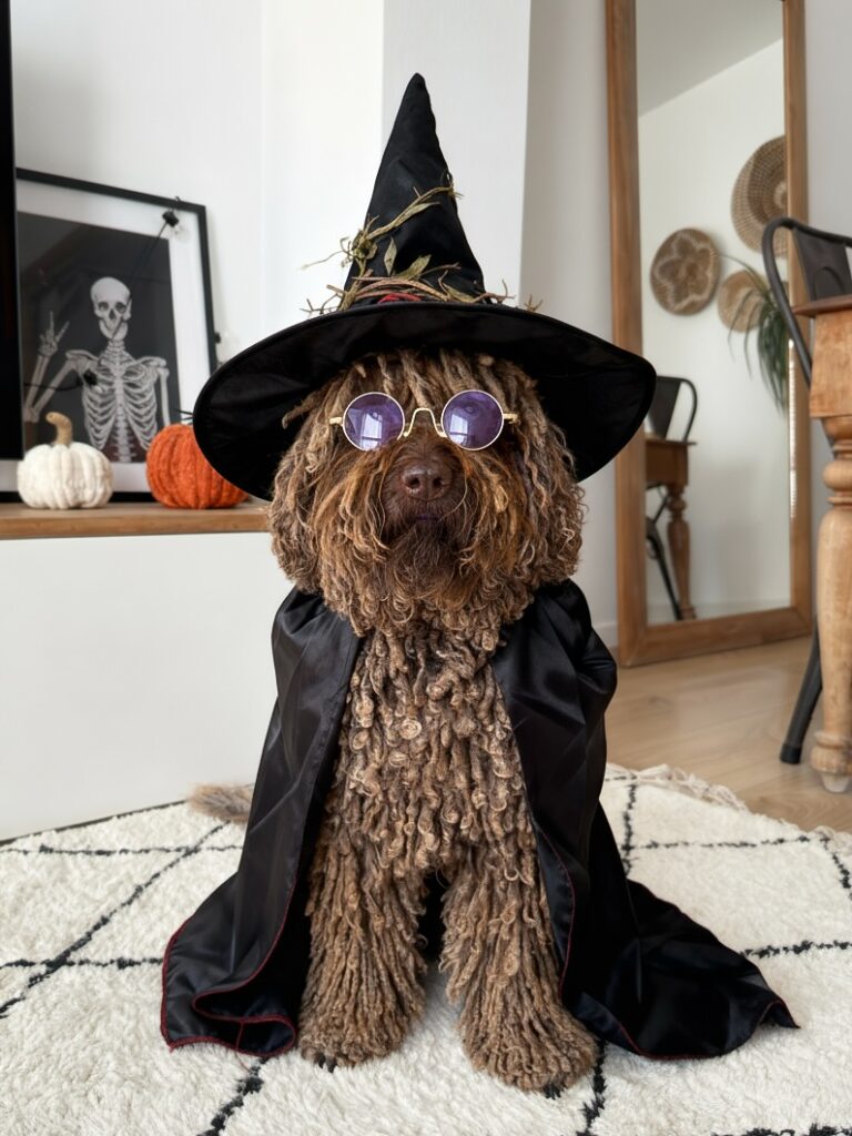 Dog witch costume with round sunglasses and cape