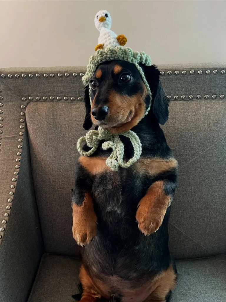 3D duckling topper bonnet worn by puppy