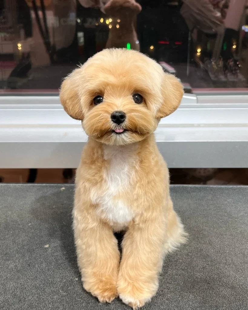 Apricot Poodle mix with round face teddy bear dog haircut ideas