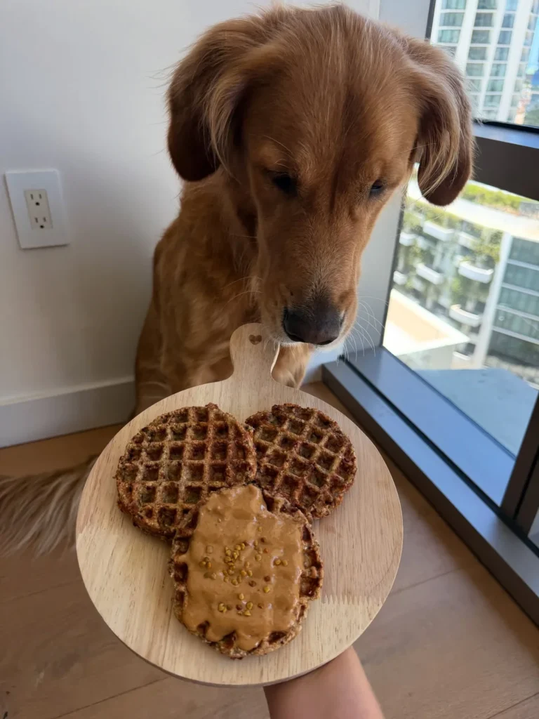 Homemade dog waffles recipe with banana and egg for golden retrievers