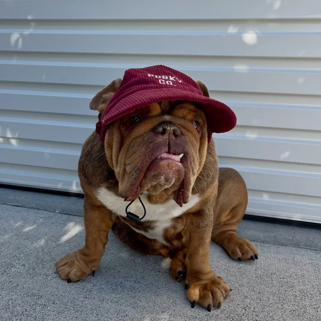 Bulldog puppy wearing a maroon corduroy branded cap