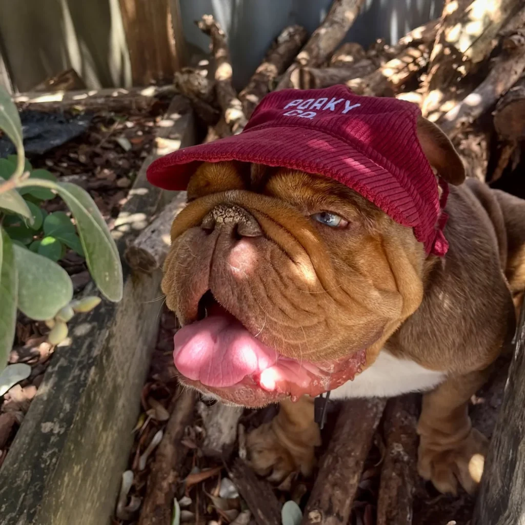 Adorable Dog Hat Ideas: bulldog puppy in a maroon corduroy cap outdoors