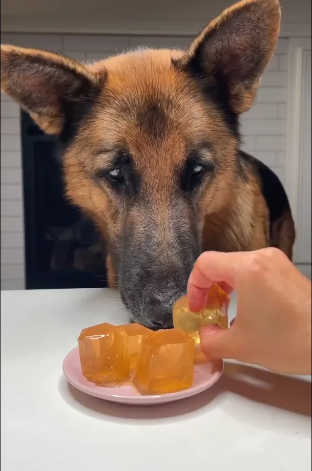Dog enjoying chicken broth gummy dog treats with calming probiotics