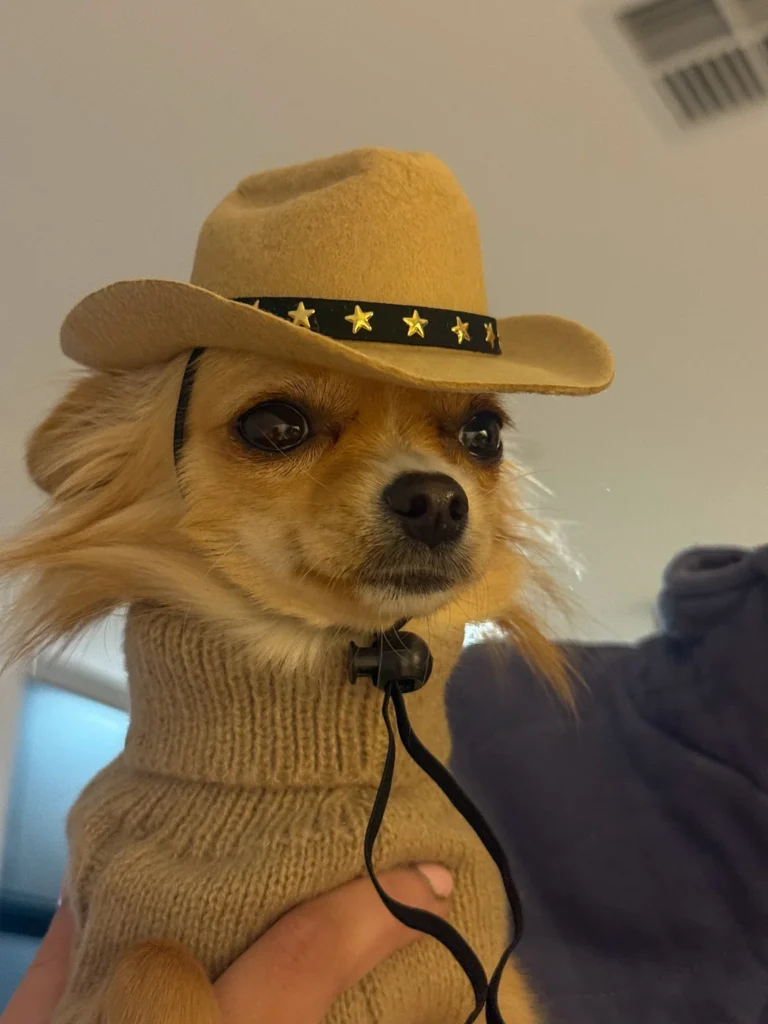 Chihuahua wearing a felt cowboy hat with a starry band