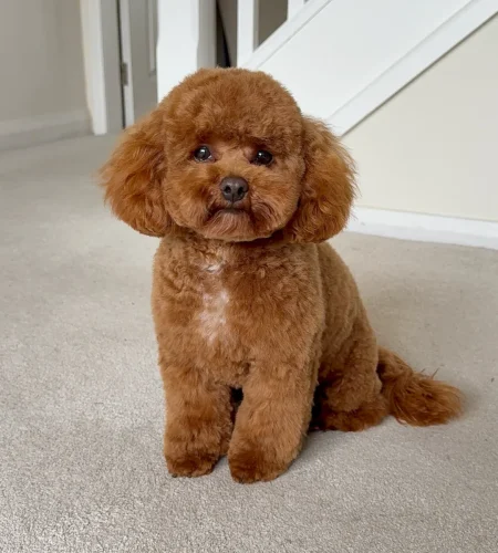 Cavapoochon showing a classic teddy bear dog haircut ideas with round face