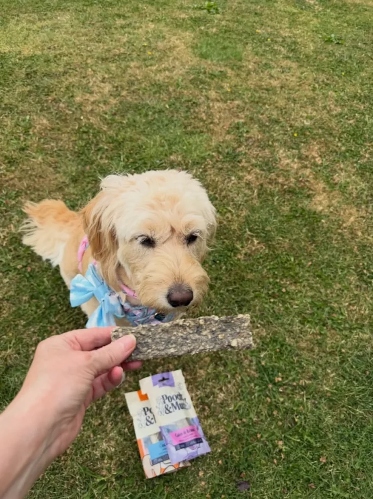 Dog dental chews homemade cod skin twist for daily chewing