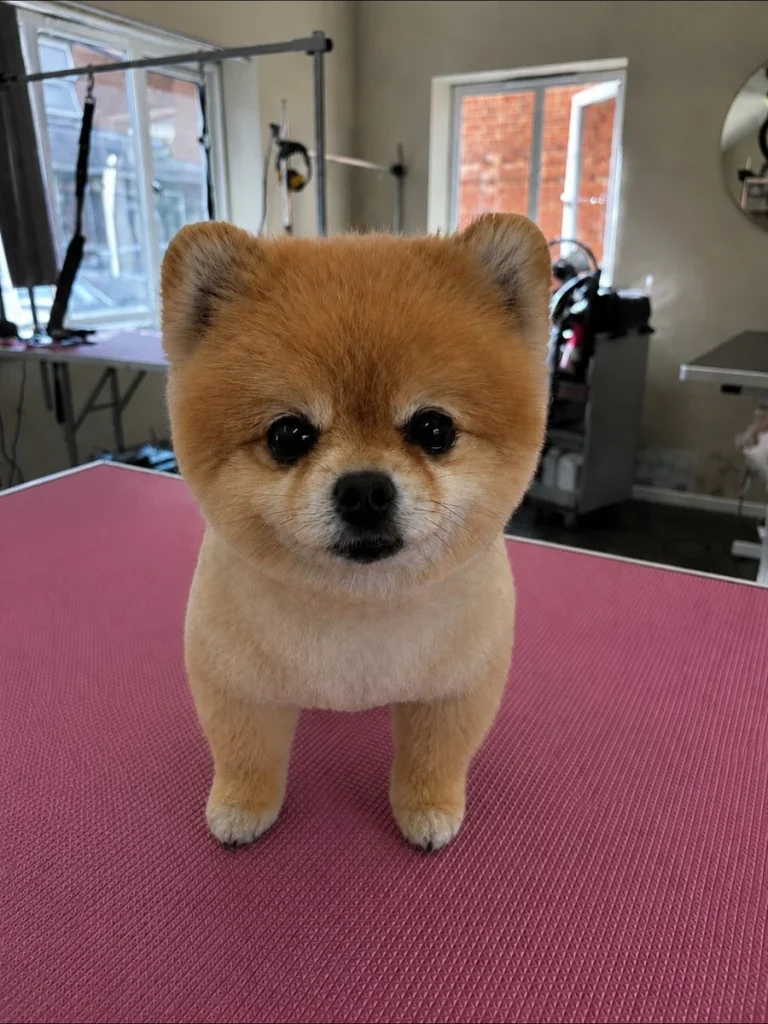Pomeranian with compact round teddy bear dog haircut ideas trim