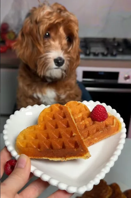 Cottage cheese dog waffles treats topped with a fresh raspberry