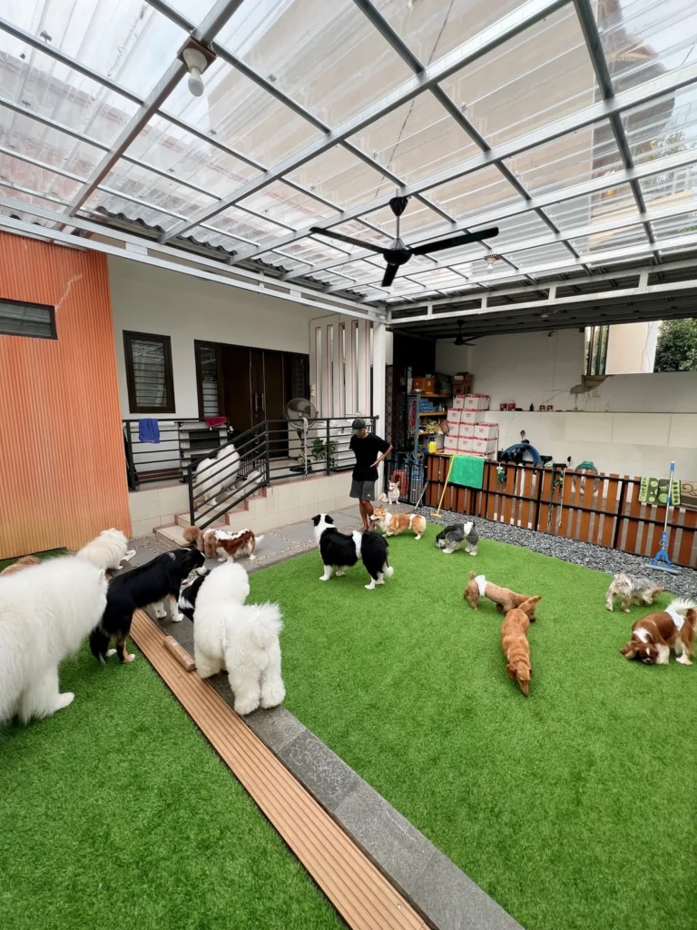 Covered outdoor play yard with ceiling fan showing smart dog hotel design