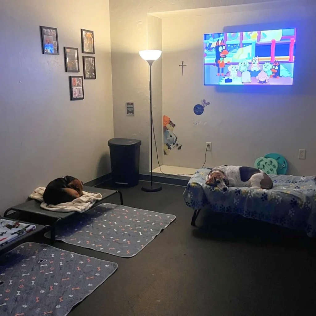 Cozy nap room with TV and raised cots for resting dogs