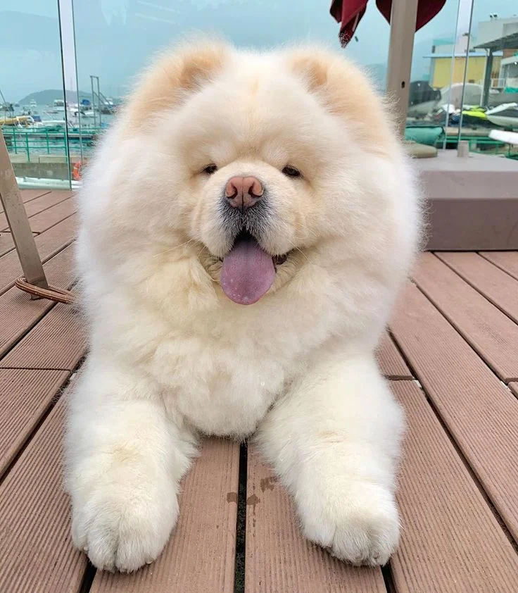 Cream Chow Chow with full mane teddy bear haircut style