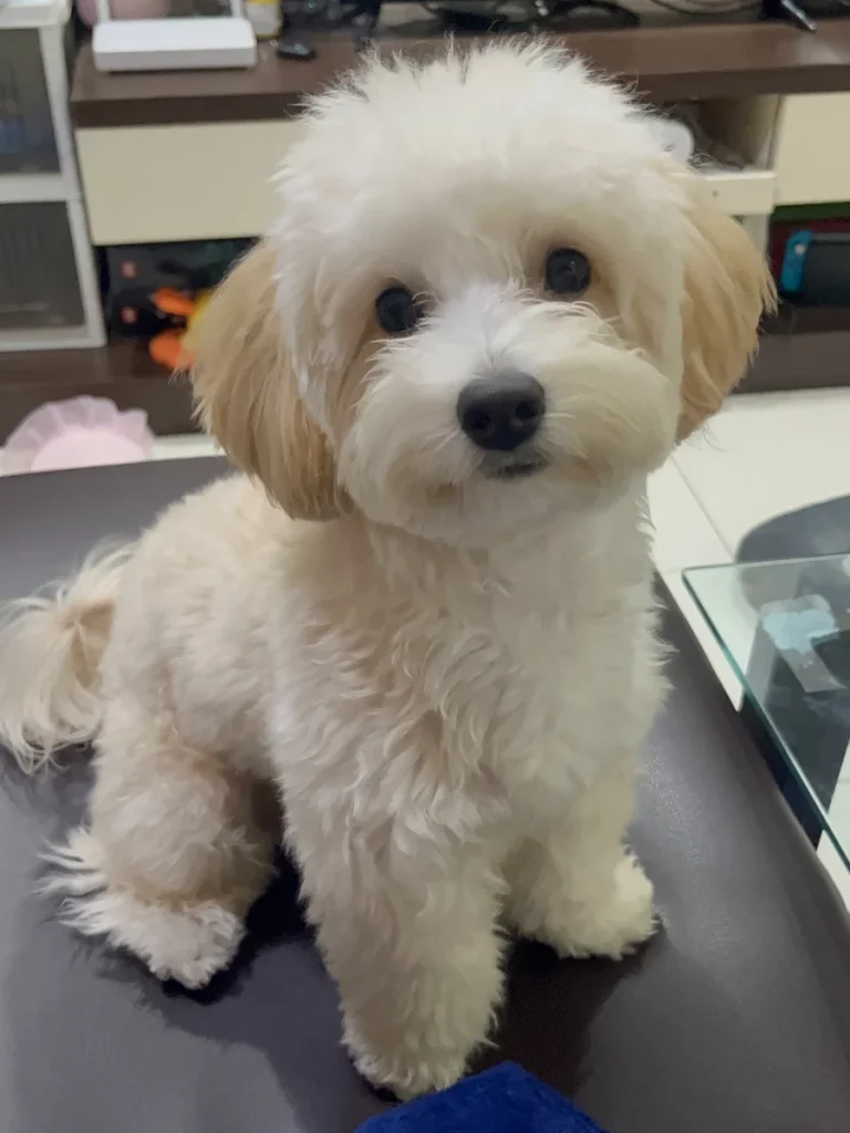 Cream Maltipoo with round muzzle teddy bear style trim