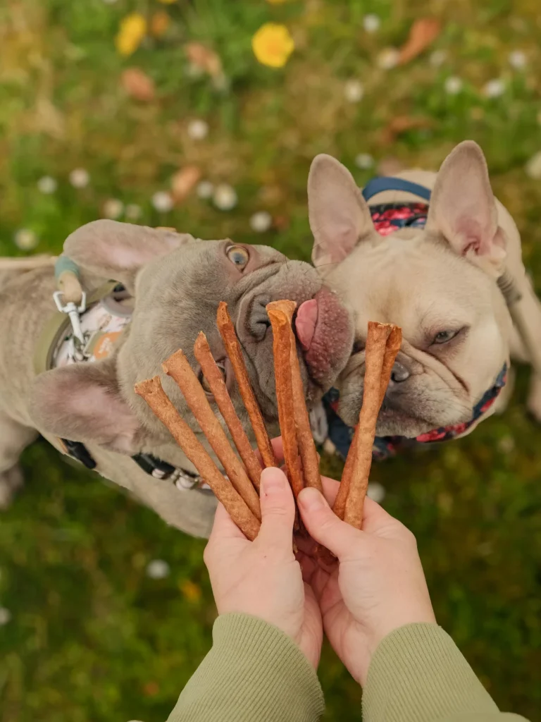 Dog enjoying a crunchy homemade chicken dental chew stick