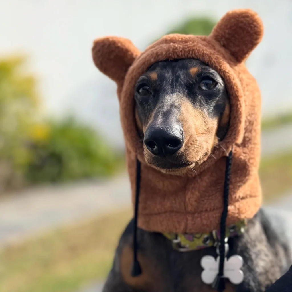 Dachshund in a cozy brown teddy bear hood hat
