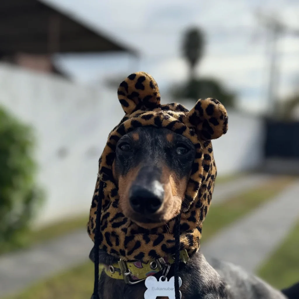 Cool Dog Hat Ideas: Dachshund in a leopard print bear hood