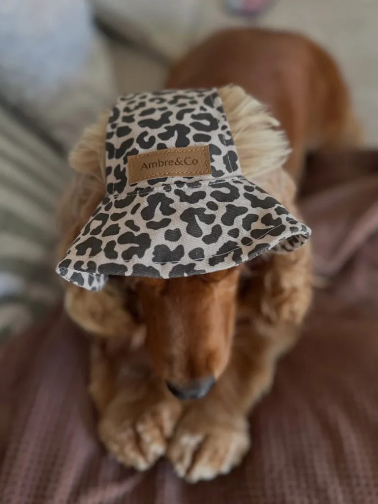 Dachshund wearing a leopard print bucket hat for sun protection