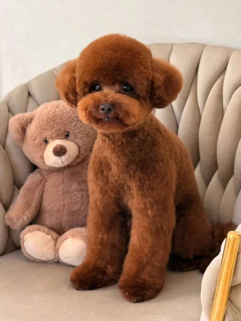 Red Poodle groomed into a teddy bear dog haircut ideas style beside toy bear