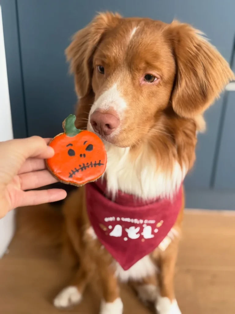 Dog with jack o lantern face pumpkin cookie