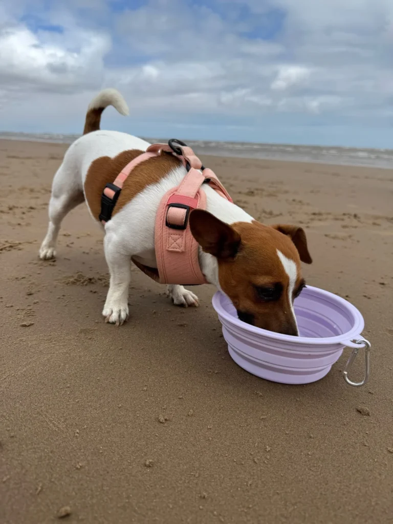 Dog drinking from a collapsible silicone travel water bowl