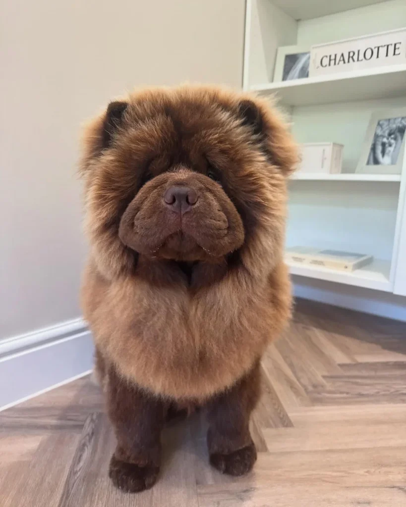 Mahogany Chow Chow with dramatic full teddy bear mane cut