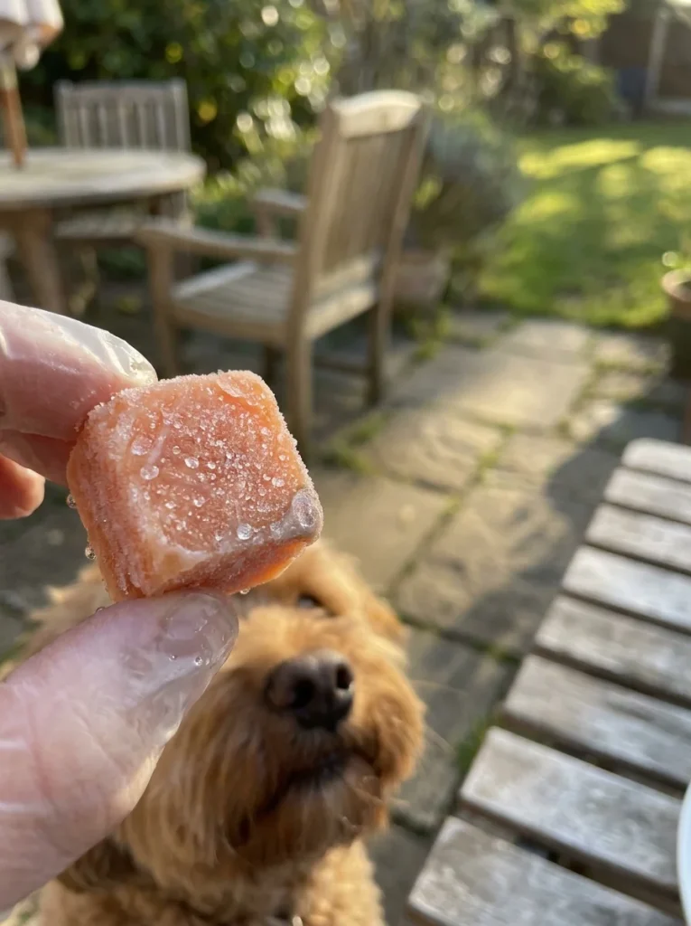 Frozen salmon cubes as a homemade dog treat