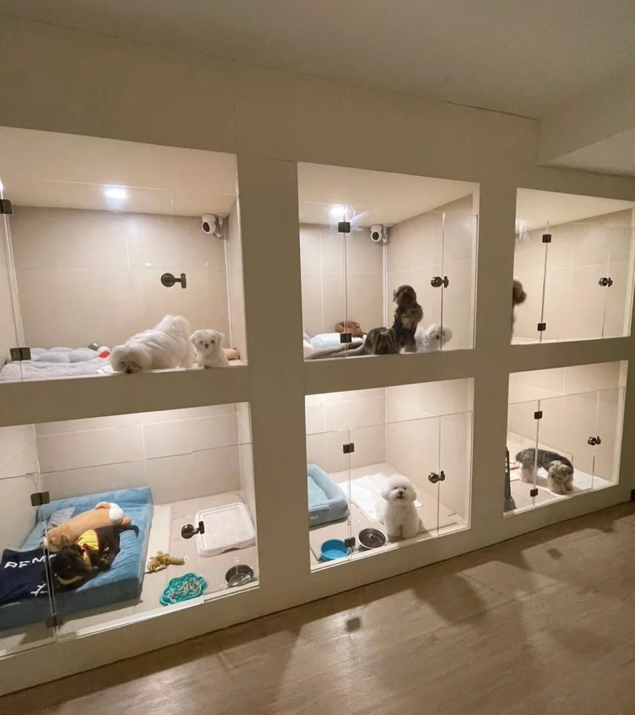 All-glass tiled boarding cubbies showing modern dog hotel interior
