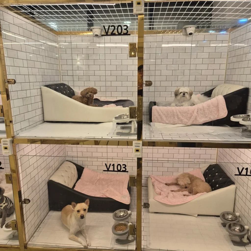 Gold-trim glass luxury suite, an example of upscale dog hotel rooms