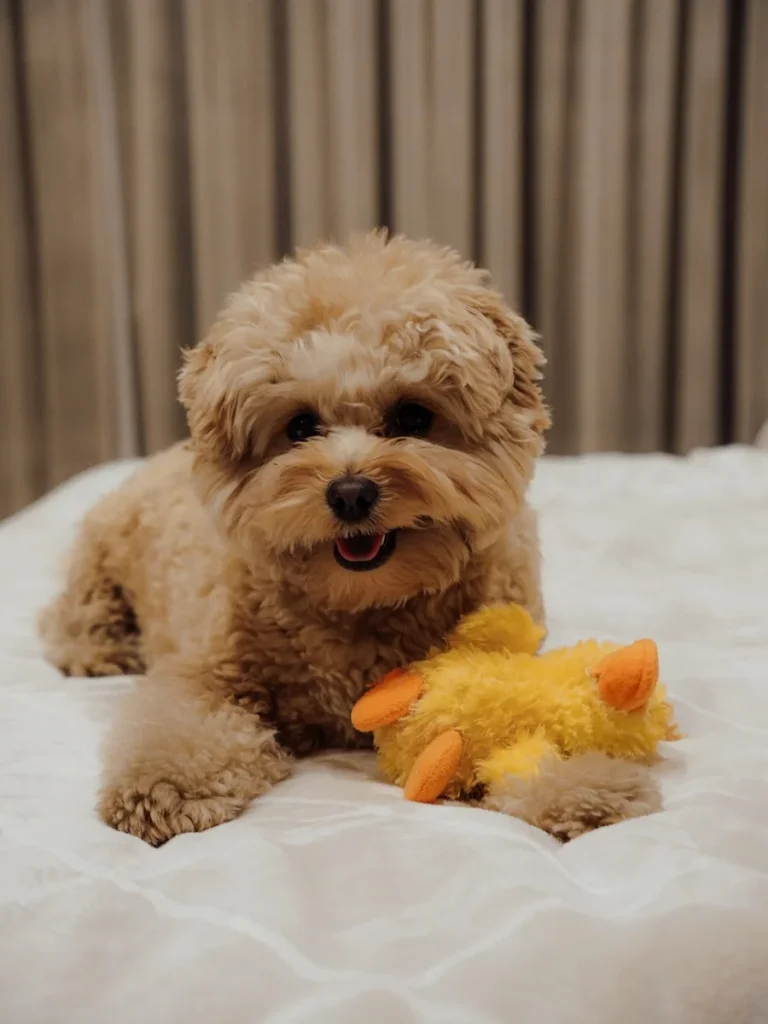 Playful Pomapoo puppy with golden teddy bear face haircut