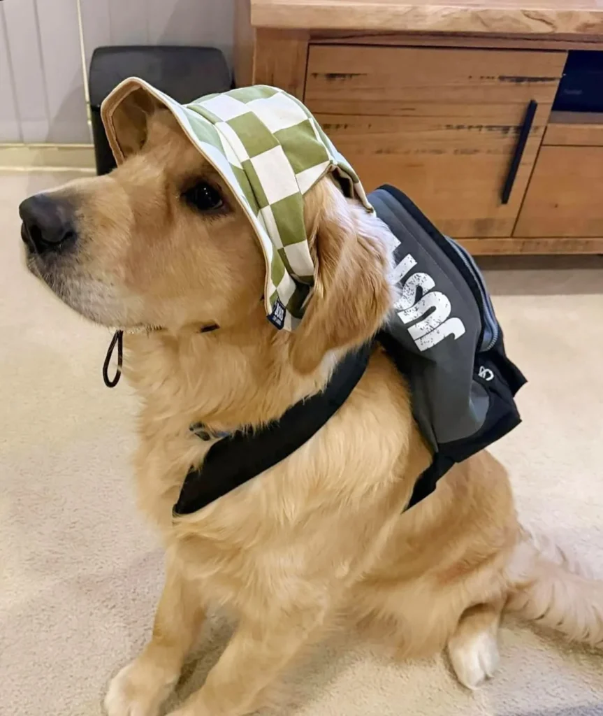 Golden Retriever in a checkered bucket hat with a travel backpack