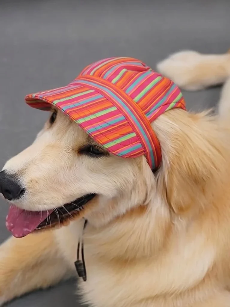 Adorable Dog Hat Ideas: Golden Retriever wearing a rainbow striped cap
