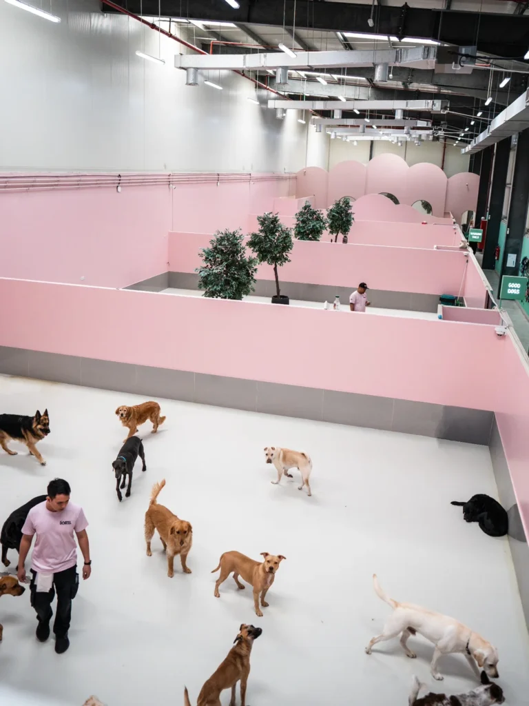 Open-plan group play hall with multiple dogs supervised by staff