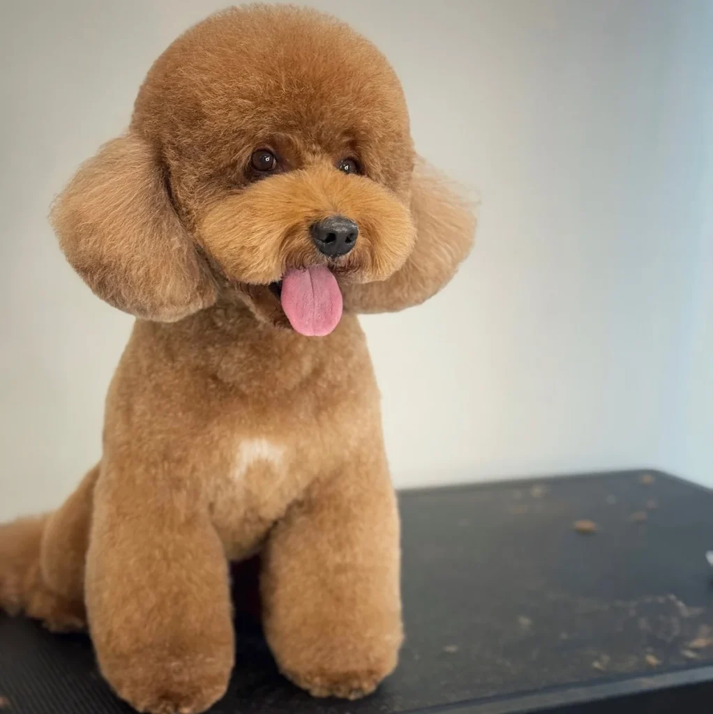 Poodle with tongue out showing happy teddy bear haircut style