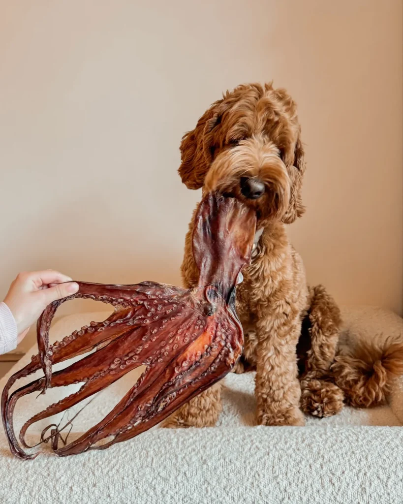Dog chewing dehydrated sea monster tentacle treat