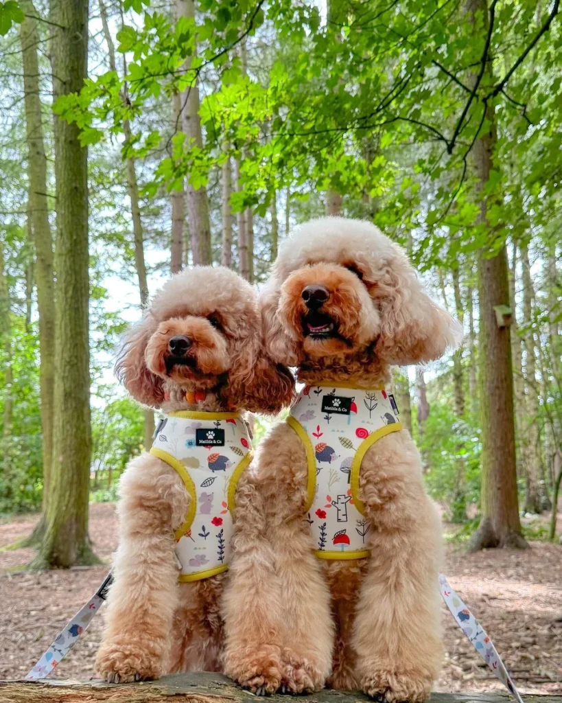 Two Poodles with matching teddy bear haircuts in the forest