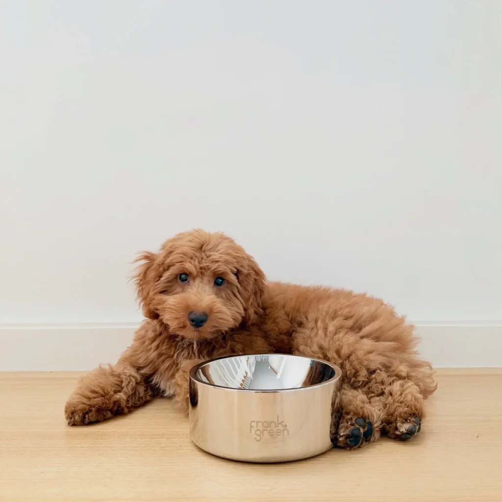 Minimalist mirrored steel dog bowl, a sleek dog water bowl idea