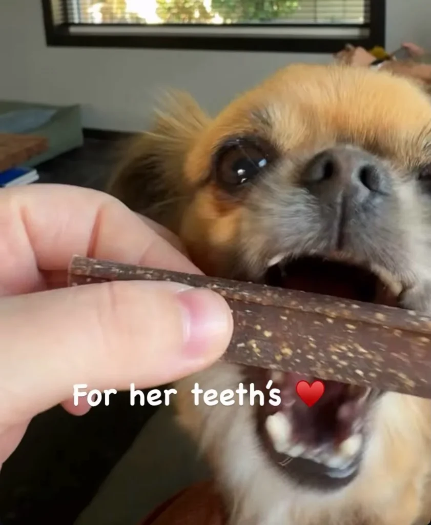 Small dog biting an oat herb speckled dental treat bite