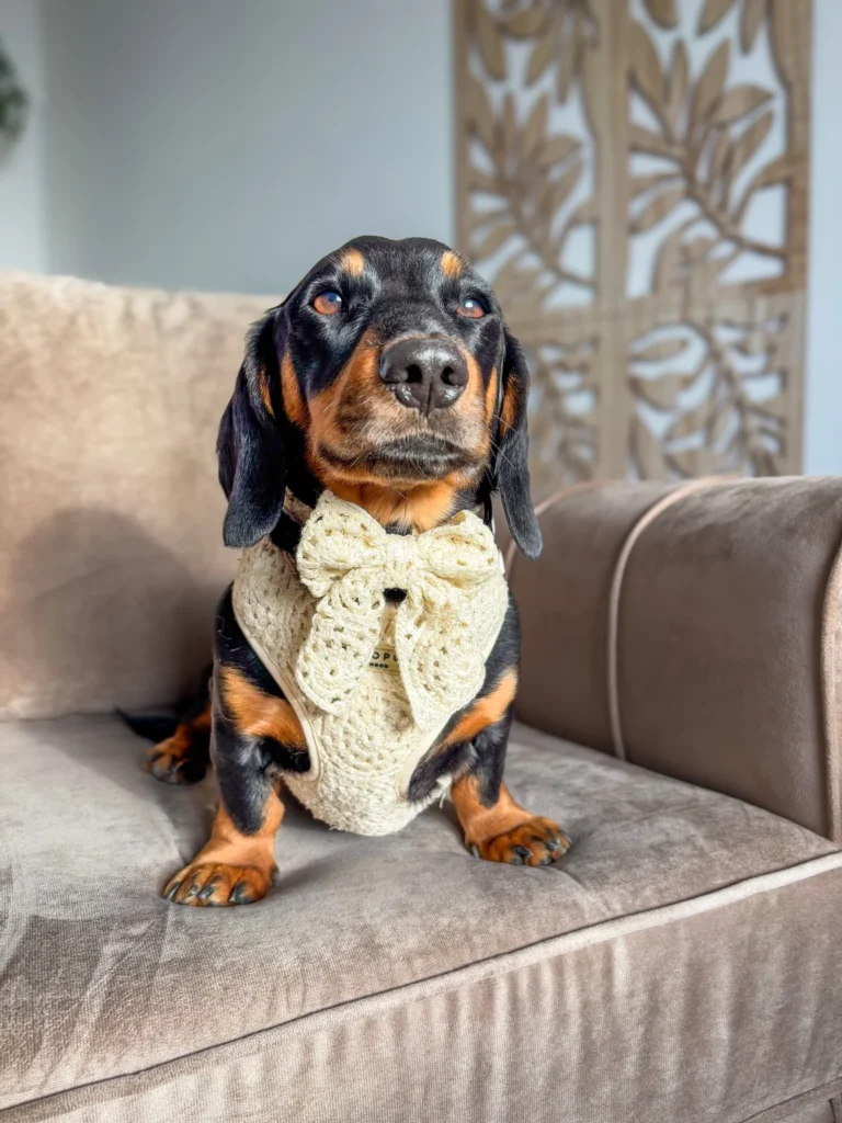 Ivory crochet dog harness pattern with oversized statement bow on dachshund