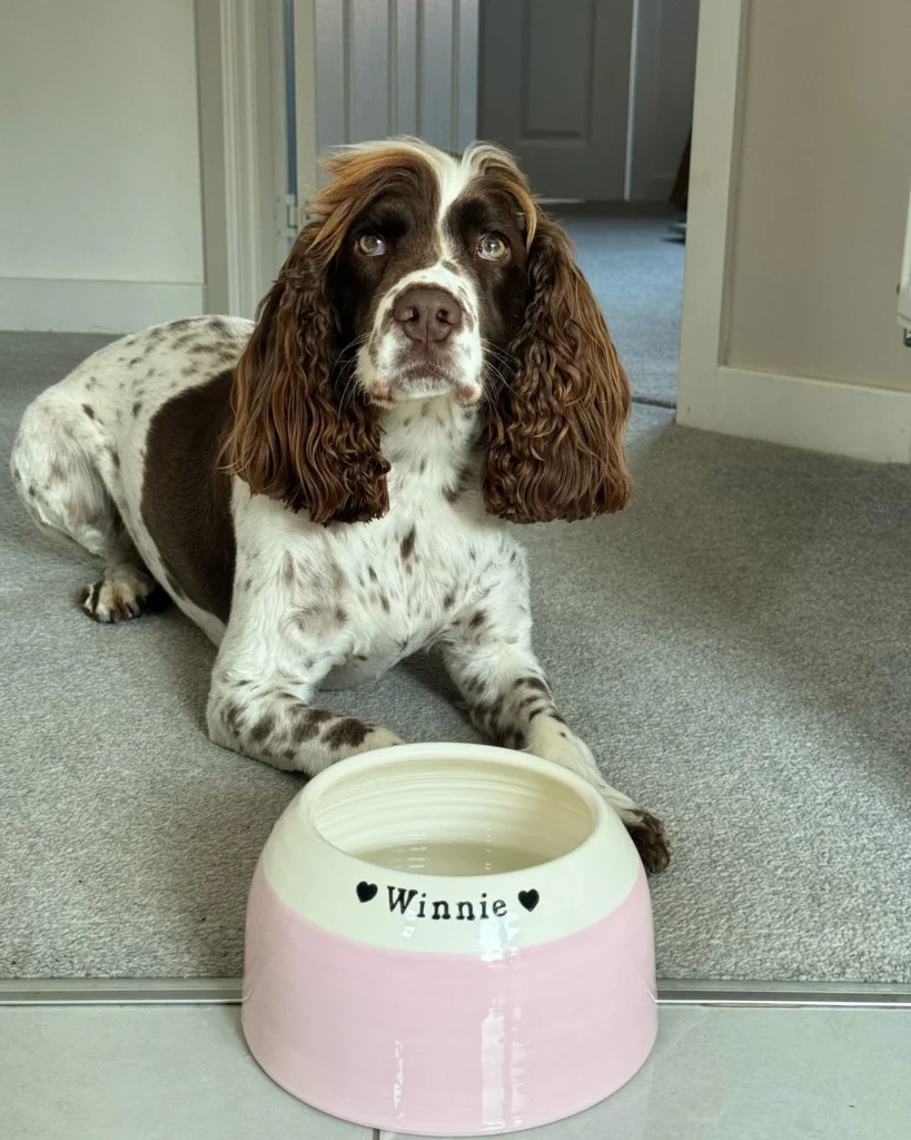 Personalized ceramic dog water bowl, a top pick among dog water bowl ideas