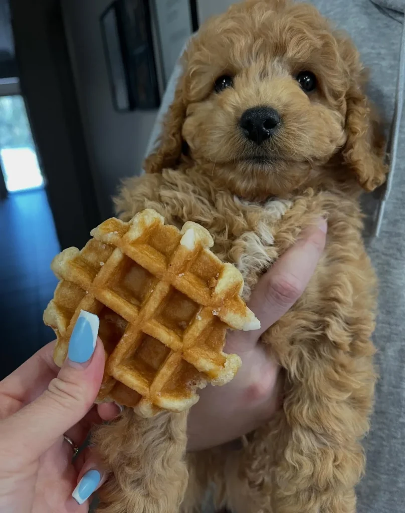 Plain homemade dog waffles recipe safe for puppies