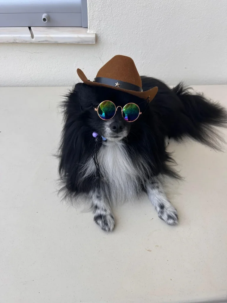 Cool Dog Hat Ideas: Pomeranian in a cowboy hat with rainbow sunglasses