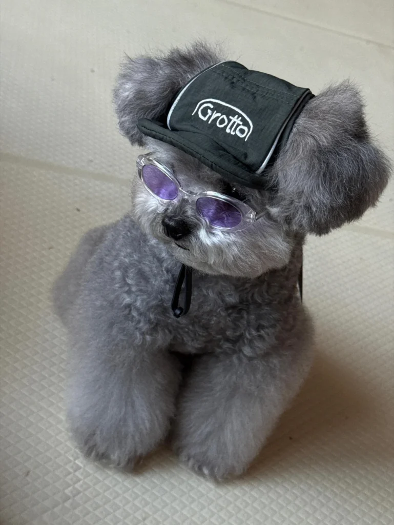 Cool Dog Hat Ideas: grey poodle wearing a cap with round sunglasses